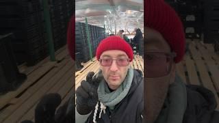 Тюльпаново