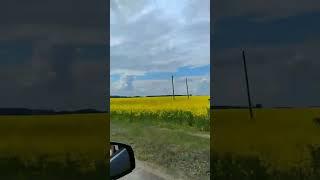 Деревенские просторы . Красиво. Деревня. Беларусь.