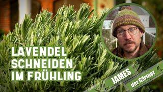 Mit diesem Schnitt bleibt der Lavendel buschig! | James der Gärtner