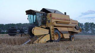 New Holland TX 32 | Wheat Harvest 2024 | Tarwe dorsen | Classic combine | Sunset Harvest