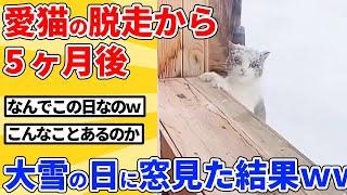 【2ch動物スレ】脱走した猫が帰ってこなくて絶望してた飼い主→5か月、大雪の日に奇跡がｗｗｗｗｗ