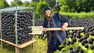 Tons of Blackberries Growing in this Village! Making Lots of Blackberry Jam!