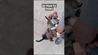 Hope For Paws