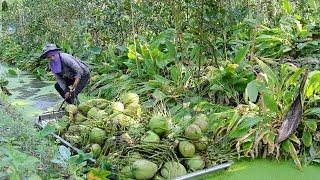 Coconut Paradise! Amazing Coconut Cutting Crazy Speed - Thai Street Food