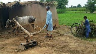 Old Technology of Bull Powered Gear Toka Machine | Traditional Toka Machine