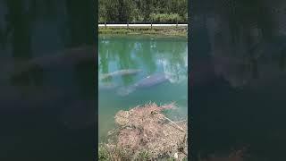 Inmenso Manatee en Los canales de agua dulce de Miami