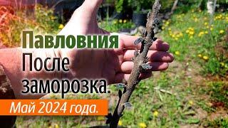 Павловния после майского заморозка.