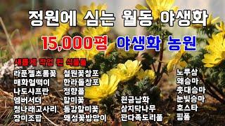 15,000평의 야생화농원 / 정원에 심는 월동 야생화들 - 세종대왕면 마장로99-31 여주자연농원