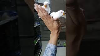 Beautiful Albino Red Eyes Love Birds || Love Bird Parrots || White Love Bird ️|| Love For Parrots