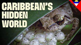 Amazing Caribbean Creatures | FULL DOCUMENTARY | Destination Wild: Wild Islands |@UltimateNatureDocs