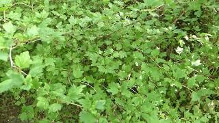 Ribes alpinum ´Schmidt´