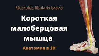 Короткая малоберцовая мышца. Musculus fibularis brevis. Анатомия в 3D.