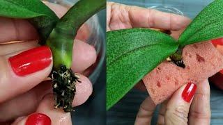 Como salvar Orquídea Phalaenopsis sem raízes nenhuma!!! | JD Orquídeas