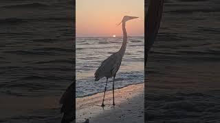 Redington Beach, FL Sunset ️  featuring a Heron living it's best life Friday April 25, 2025