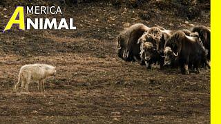 The Herd of Muskox Provokes Hungry Wolf Pack! | Wild Animal Documentary