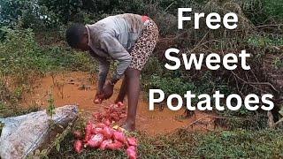 Harvesting FREE Sweet Potatoes - African Village Life