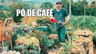 O Que Acontece Quando Você Usa Pó de Café Em Suas Plantas?