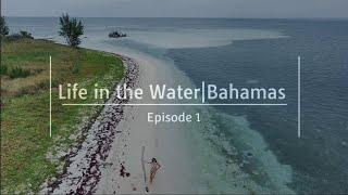 Life in the Water Bahamas Blue Marlin, 4K video