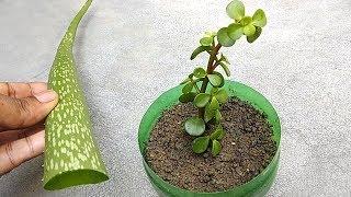 Grow any plants from cuttings using natural rooting hormone | Grow from cuttings