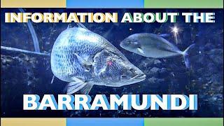 all about the BARRAMUNDI #aquafacts