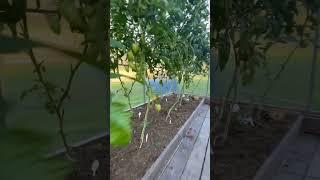 Томатная теплица #рассада #томаты #ладога #карелия #nature #youtube #теплица #youtuber #сад