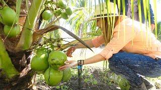 6 COSAS que no SABIAS de los COCOS - ALMA Coronel