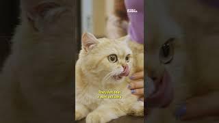 Zoetis: the major player in the $500 billion pet market you may not have heard of. $ZTS #business