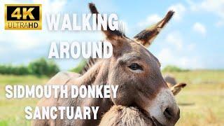 4K A walk around The Donkey Sanctuary, Sidmouth, Devon.