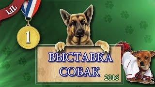 Часть I Международная выставка собак "Кубок Северного Кавказа 2016" / World Dog Show 2016