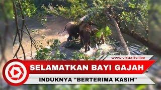 Mengharukan! Induk Gajah Ini "Berterima Kasih" Setelah Anaknya Diselamatkan