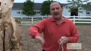 Equine Footfall Patterns - Toes In
