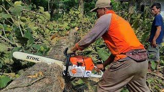 Chainsaw STIHL MS 881 First Cut - Cut the Teak Tree