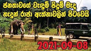 නැදුන්ගමුව රාජා ඇත්නාවල නවාතැනින් ගමන් ආරම්භ කරයි | Nadungamuwa Raja | Siyane Plus