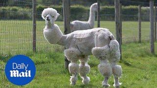 Herd of alpacas on Cirencester farm sport unusual new hairdos - Daily Mail