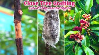 How to Propagate Clove tree at Home || लौंग के पेड़ || ఇంట్లో లవంగం చెట్టును ఎలా ప్రచారం చేయాలి