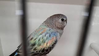 PERRUCHE DE BOURKE MUTATION - BOURKE'S PARROT - Neopsephotus bourkii