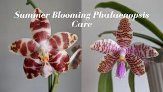 Summer Blooming Phalaenopsis Care & Culture | Highly Fragrant Sequential Bloomers