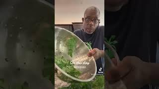 Harvesting Brilliance: Andre Farm's Moringa Cleaning Magic Revealed!