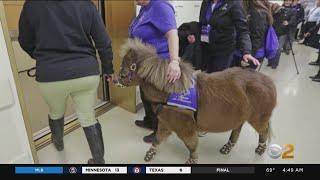 Miniature Horses Allowed As Service Animals On Airplanes