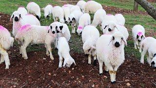 MEETING OF LAMB WITH THEIR MOTHERS (Sheep, Sheep Voice, Lamb Voice, Sheep, Lamb)