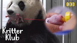 Want To See Twin Bao's Birth Video? I Kritter Klub