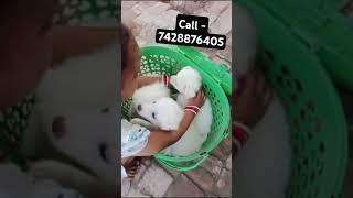 Pomerian puppy sale || pomerian puppy in delhi || Spitz puppy sale || pet shop In delhi || pom puppy