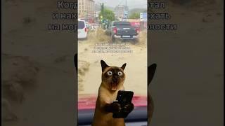 Погода в Сочи