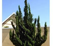 Можжевельник китайский Кайзука (juniperus chinensis Kaizuka)