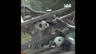 Pandas really are like little drunk people