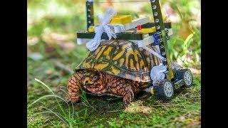 Turtle Lego wheelchair l CBC Kids News