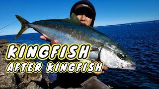 Kingfish after Kingfish [non stop fishing action]