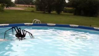 Spiders do walk on water and they have attacked!