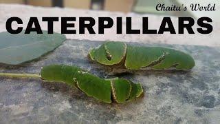 Colorful Caterpillars on our plants || caterpillars || Chaitu's World 