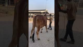 Sahiwal bull MashAllah #profaisal vlogs#viral #trending #mandivlogs #cowmandi #